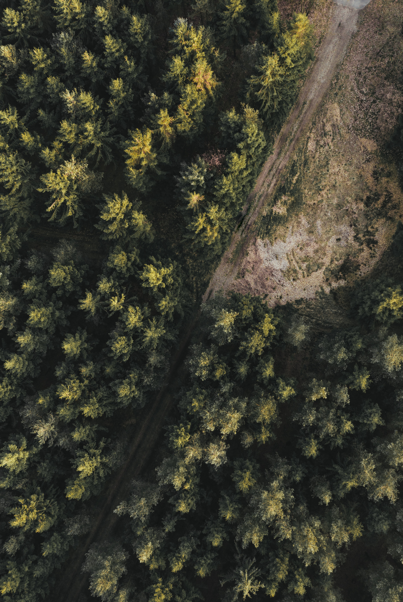 Vegetation management